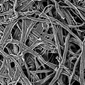 example of Cellulose media